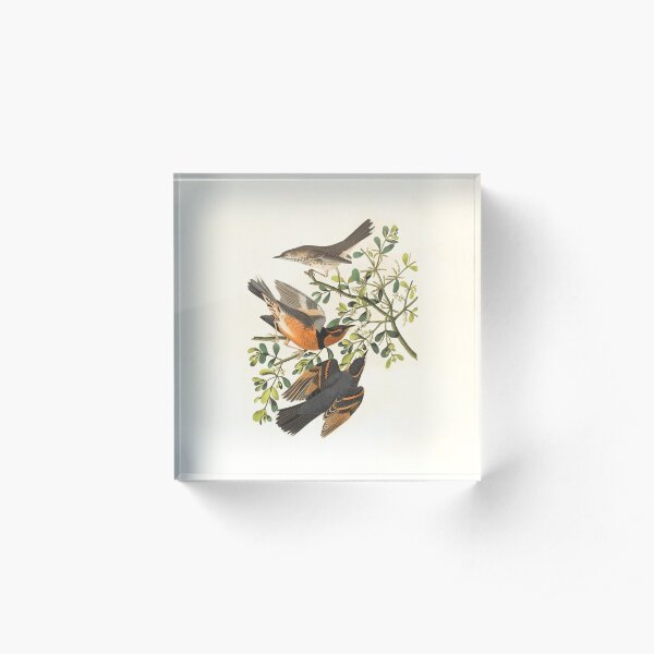 Birds Acrylic Block