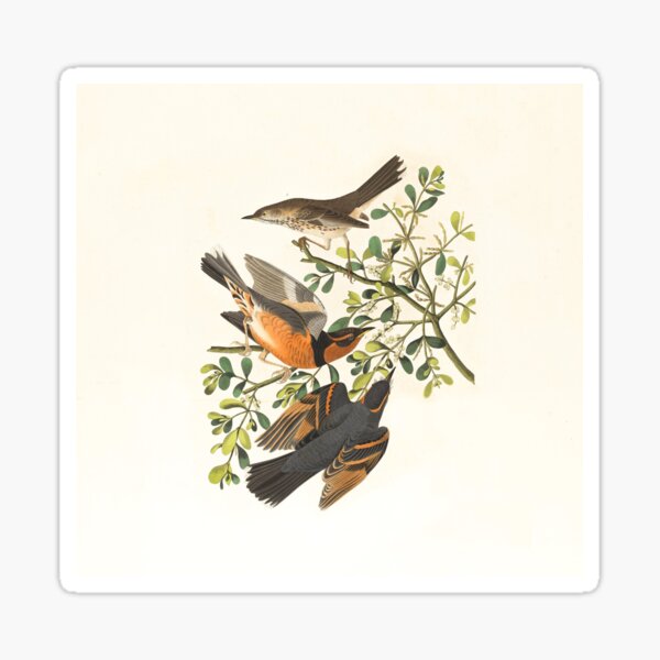 Birds Sticker