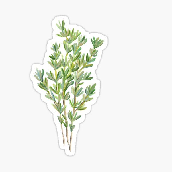 Thyme Sticker