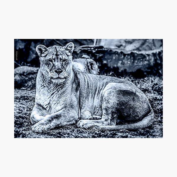 Item preview, Lioness designed and sold by Felipe Lodi.