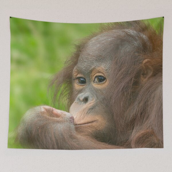 Item preview, Baby Orangutan  designed and sold by rawshutterbug.