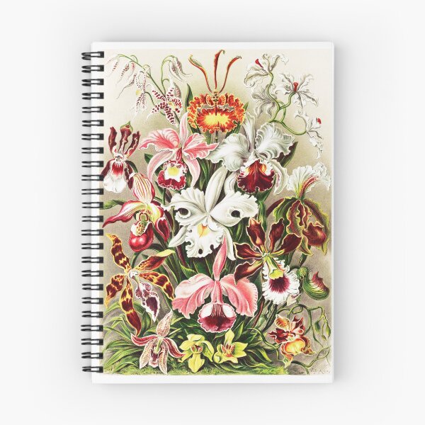 Item preview, Vintage Orchids Print Ernst Haeckel designed and sold by karwilberevivalcollection.