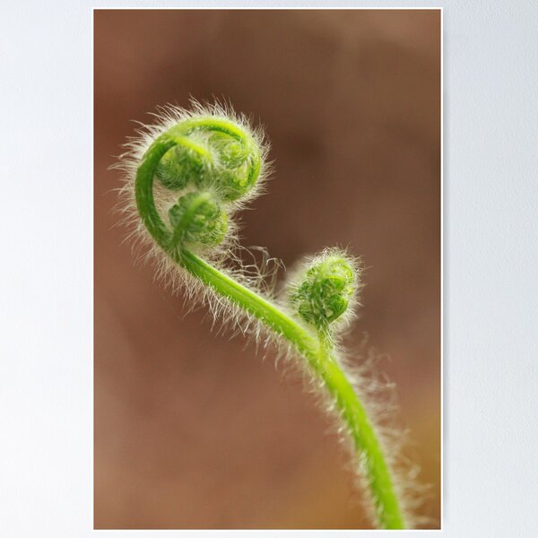 Item preview, Unfurling Fern Frond designed and sold by RickLionheart.