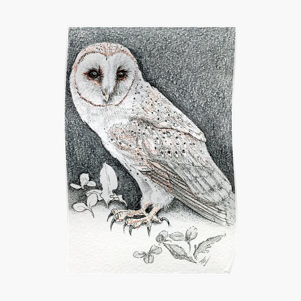 Beautiful Barn Owl Poster Black and White Print A4 Size Picture