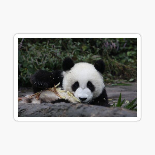 Hurry Up - I'm Running Out Of Bamboo Here! Sticker