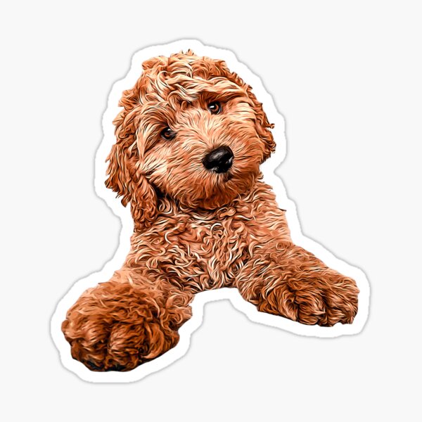 Cavapoo Labradoodle Goldendoodle Poodle Mix Sticker