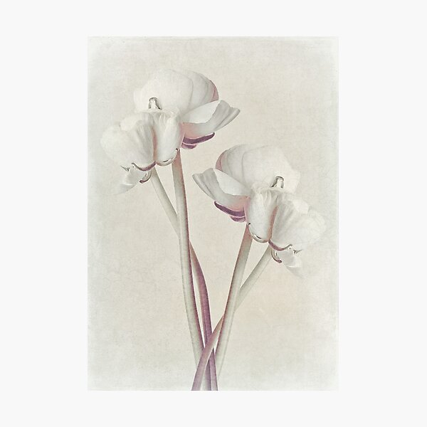 Ranunculus Flower Art 2 Photographic Print