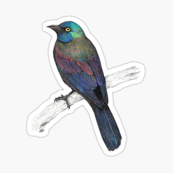 Common Grackle Sticker