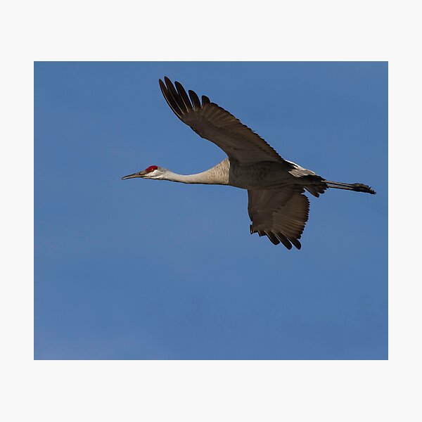 Item preview, In Flight designed and sold by Thomasyoung.