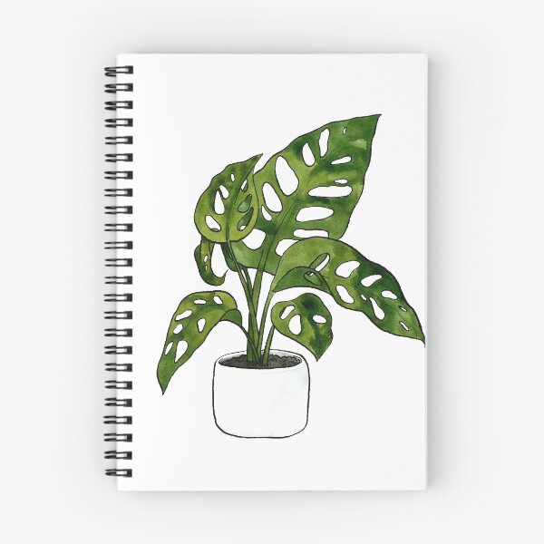 Item preview, Monstera Adansonii Plant designed and sold by Markami.
