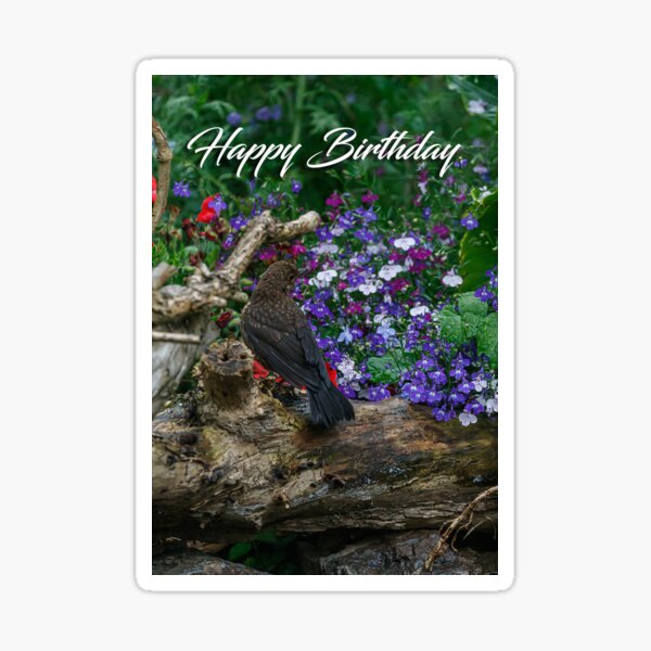 A blackbird on a log greeting card Sticker