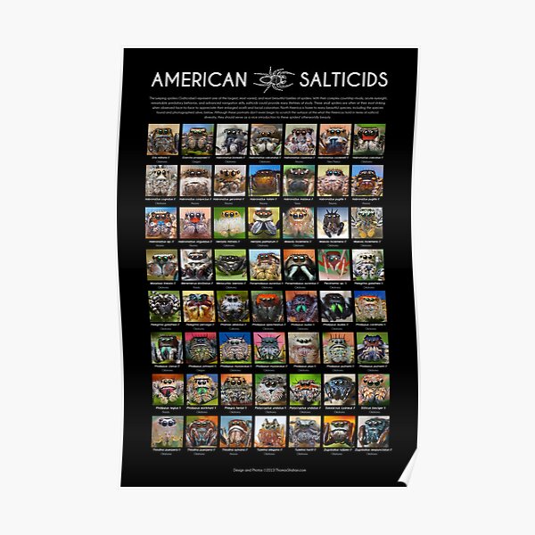 "American Salticids" Jumping Spider Poster Poster