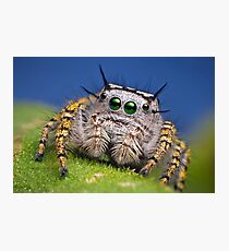 "Phidippus mystaceus" Jumping Spider Macro Photographic Print