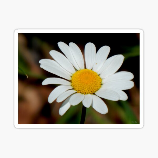 Daisy ... Daisy ... Sticker