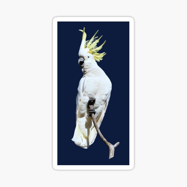 Sulphur-crested Cockatoo 2 Sticker