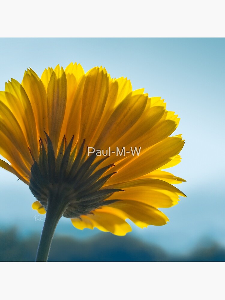I Can't Look, Calendula Flower Print, Cushion, Card, Mug by Paul-M-W