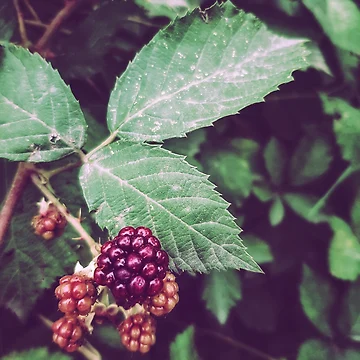 Artwork thumbnail, Wild Raspberries by CokeyPanda