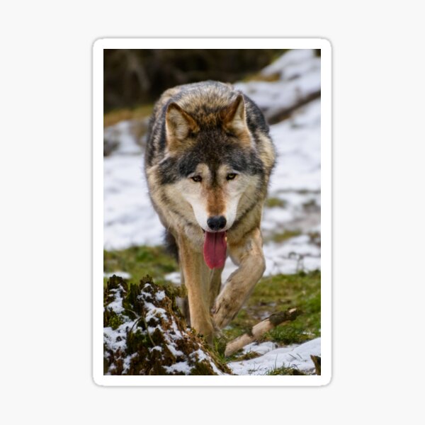 Lone Wolf Sticker