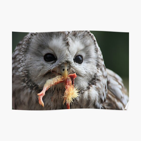 Lunch Poster