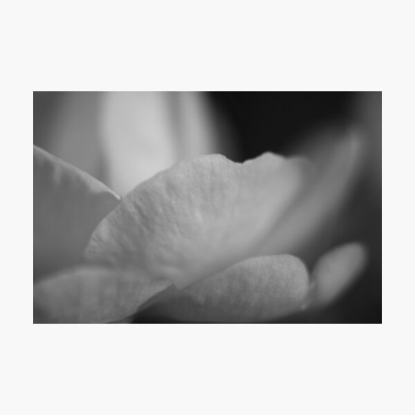 Silvertone Petals Photographic Print