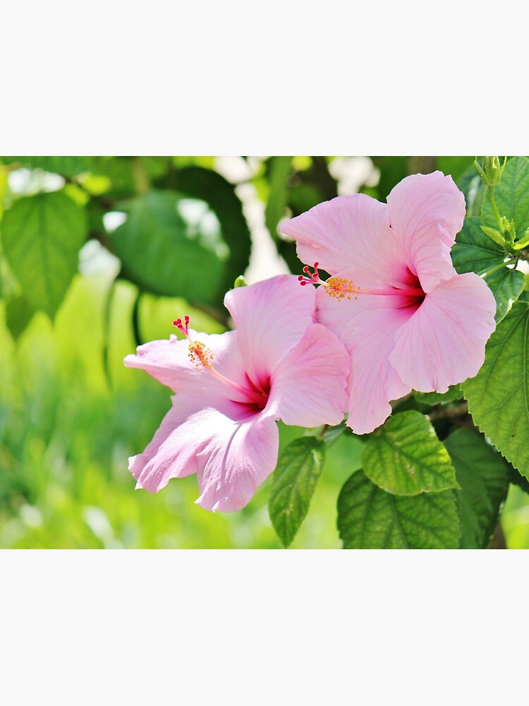 "Pink Hibiscus Flowers" Poster for Sale by Islandjunkie09 Redbubble
