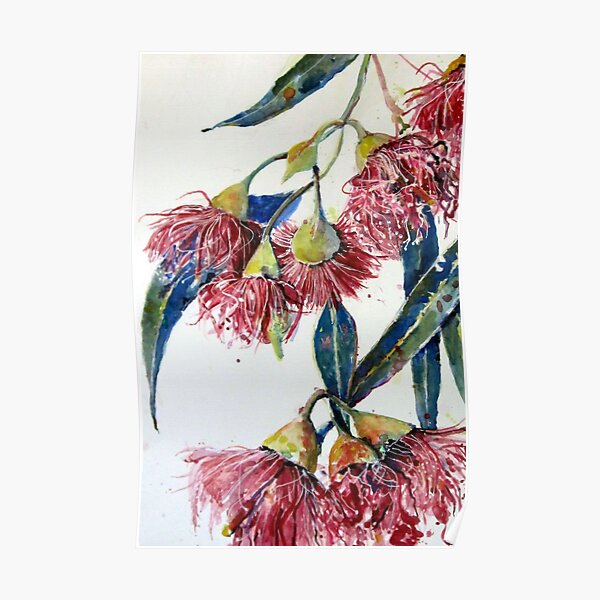 Eucalyptus gum blossoms2 Poster