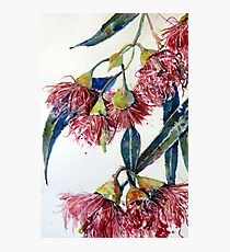 Eucalyptus gum blossoms2 Photographic Print