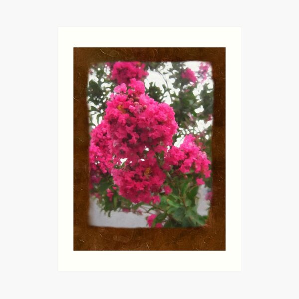 Crape Myrtle Blank P3F0 Art Print