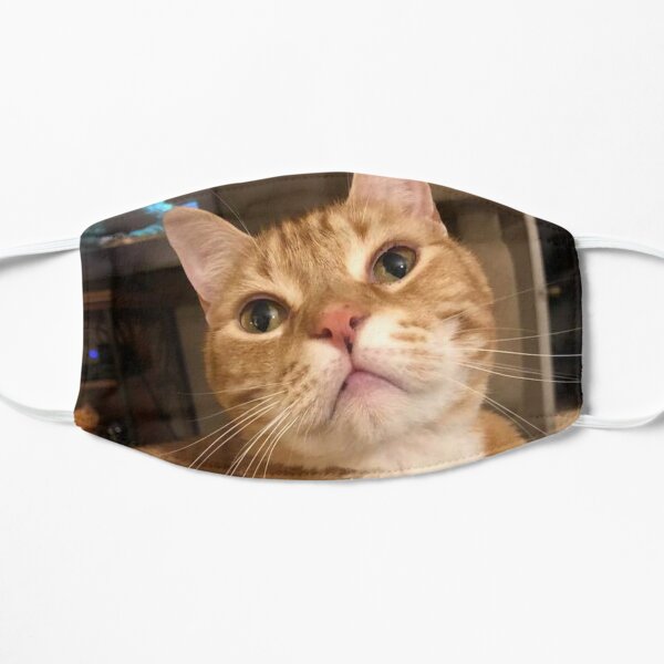 Leroy, the Sheriff and big brother to all the other cats. Mask