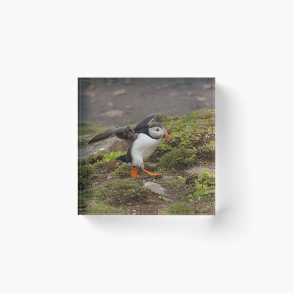 Item preview, Puffin Speading Wings designed and sold by acceleratorhams.