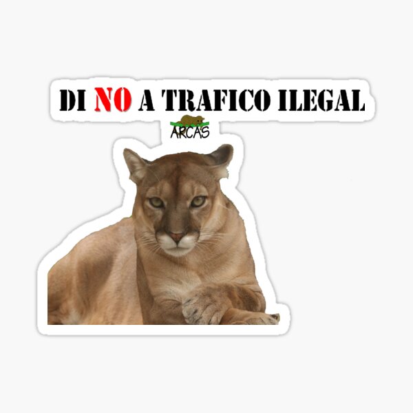 Say No to illegal traffic: cat Sticker