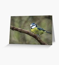 Thoughtful Blue Tit Greeting Card