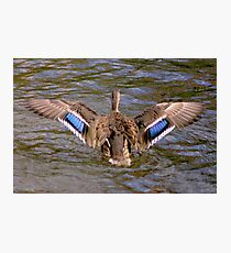 Span Photographic Print