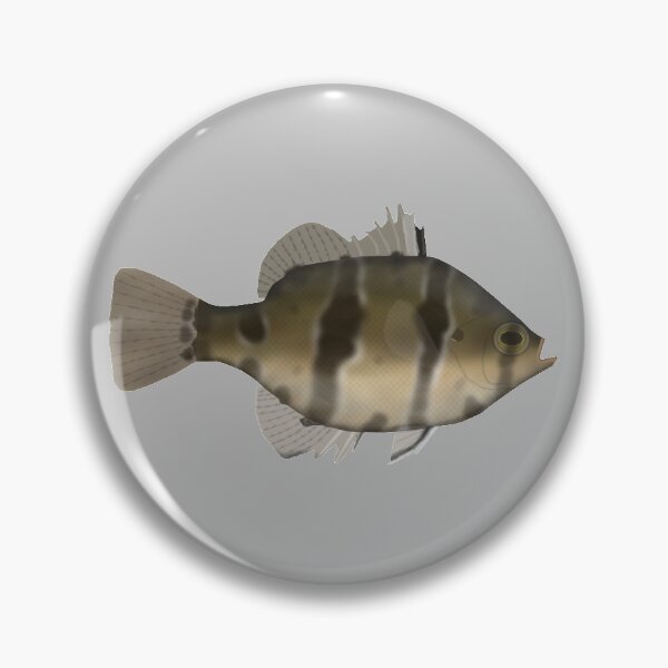 Item preview, Black Banded Sunfish designed and sold by fishfolkart.