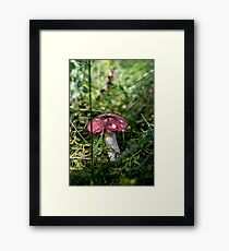 Toadstool Framed Print