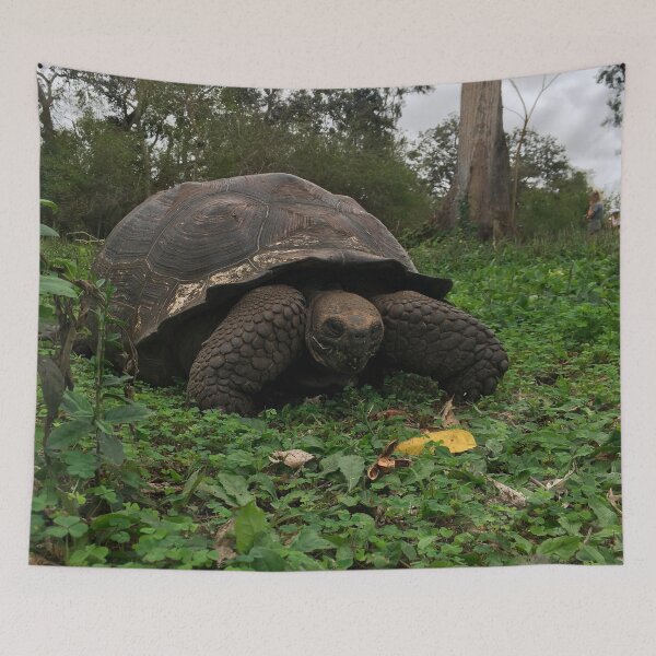 Item preview, Galapagos Tortoise  designed and sold by CncptulCaptures.