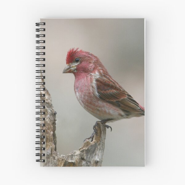 Item preview, Purple Finch on a log designed and sold by Enola Gay Wagner.