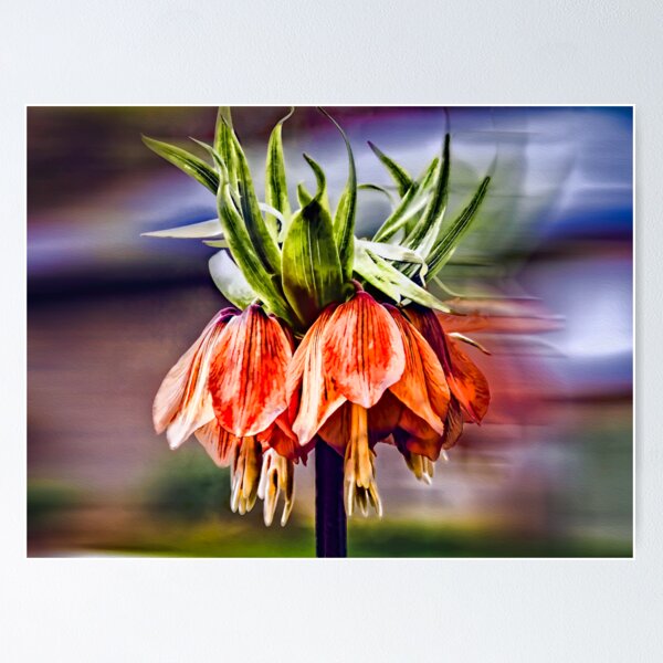 Item preview, Fritillaria designed and sold by Wib Dawson.