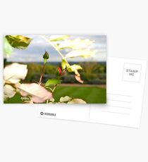 Buds of Spring Postcards