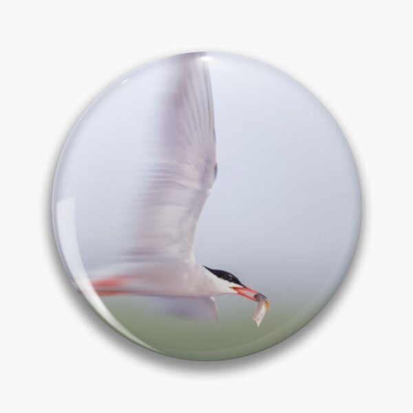 Item preview, Common Tern Zooming designed and sold by Gerard Fornarotto.