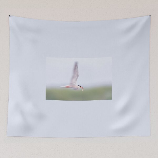 Item preview, Common Tern Zooming designed and sold by Gerard Fornarotto.