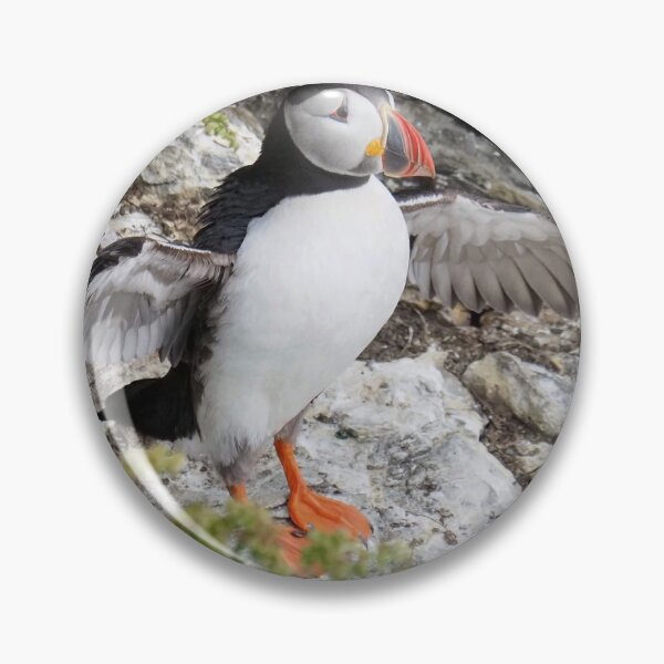 Item preview, A puffin at Cantick Head on Hoy designed and sold by Alan Mackinnon.