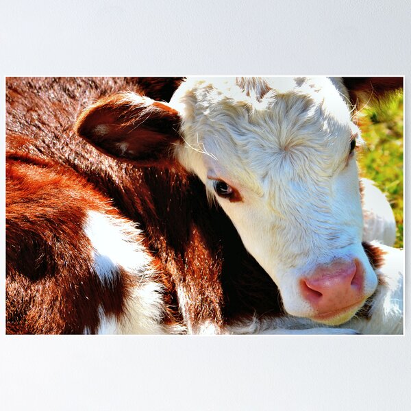 Artikelvorschau, Close-up Calf entworfen und verkauft von Bami.