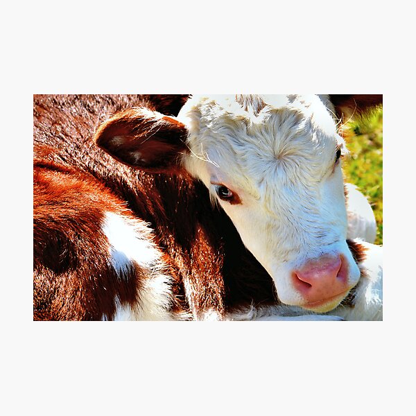 Item preview, Close-up Calf designed and sold by Bami.
