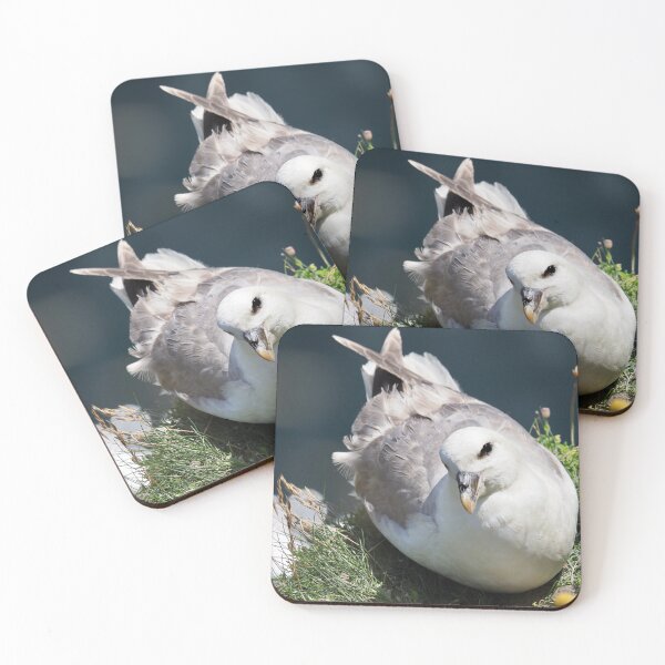 Item preview, A fulmar at Cantick Head on Hoy designed and sold by Alan Mackinnon.