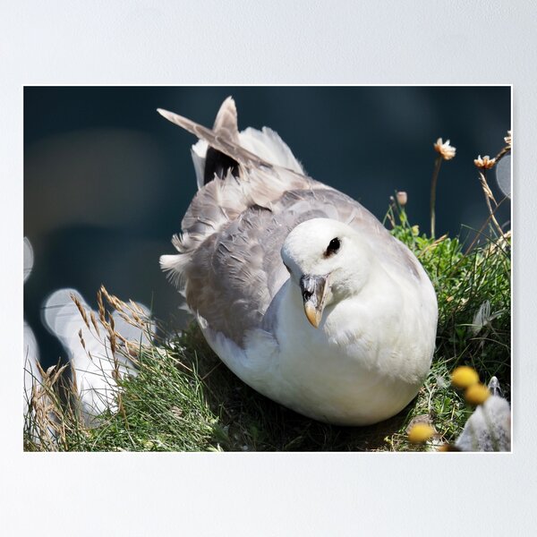 Item preview, A fulmar at Cantick Head on Hoy designed and sold by Alan Mackinnon.