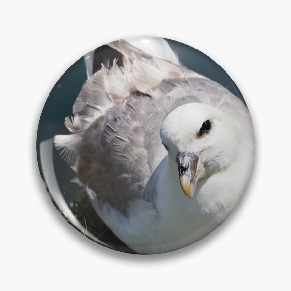 Item preview, A fulmar at Cantick Head on Hoy designed and sold by Alan Mackinnon.