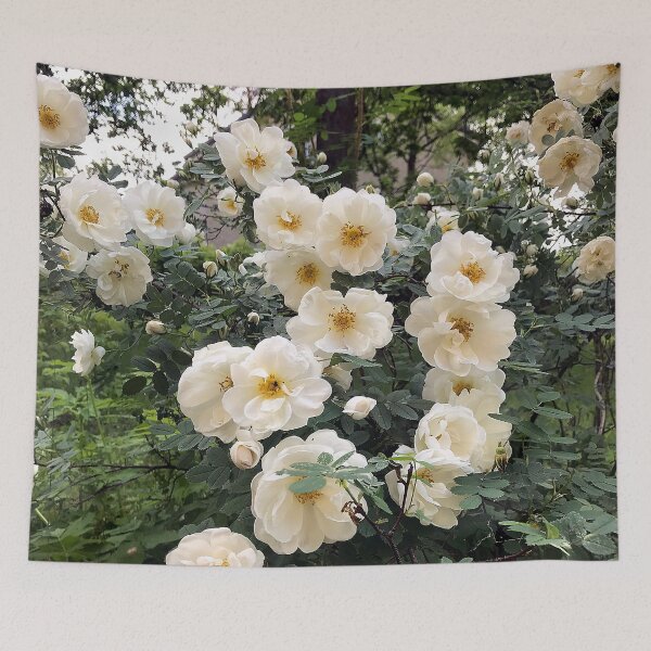 Item preview, Wall of roses designed and sold by vieno.