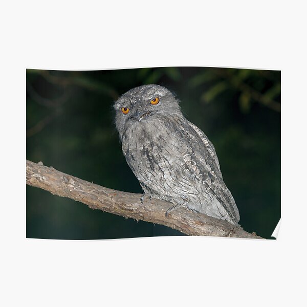 Tawny Frogmouth - Podargus strigoides Poster