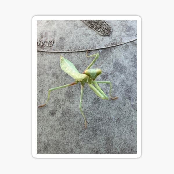 Urban Mantis Sticker